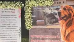 Ambani Family Mourns Loss Of Beloved Golden Retriever, Happy