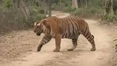 फाटो सफारी जोन में दिखा अब तक का सबसे विशाल बाघ, ‘हरक्यूलिस’ बना आकर्षण का केंद्र