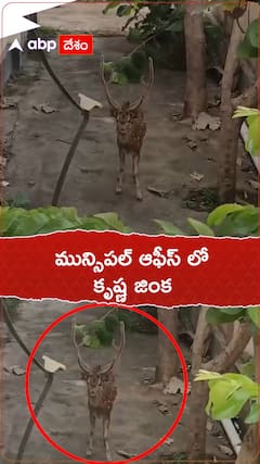 Krishna Deer Spotted near Municipal Office