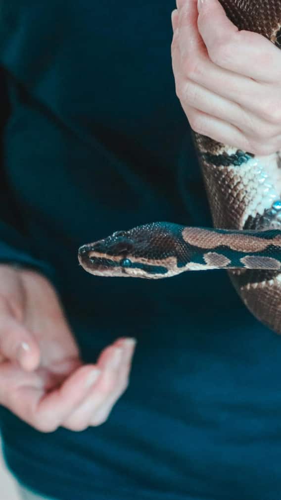 what should be done first if a snake bites