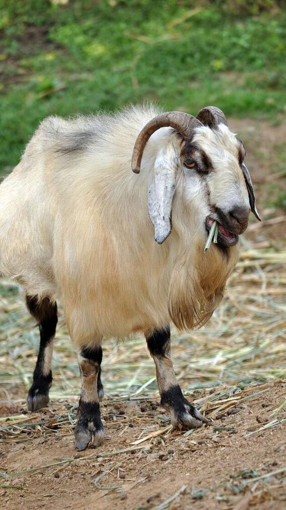 दुंबा बकरी कितने में मिल जाती है?