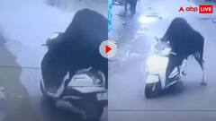 जब सांड ने स्कूटी से भरी रफ्तार! बुल द राइडर को देख लोगों के उड़े होश, वायरल हो रहा वीडियो