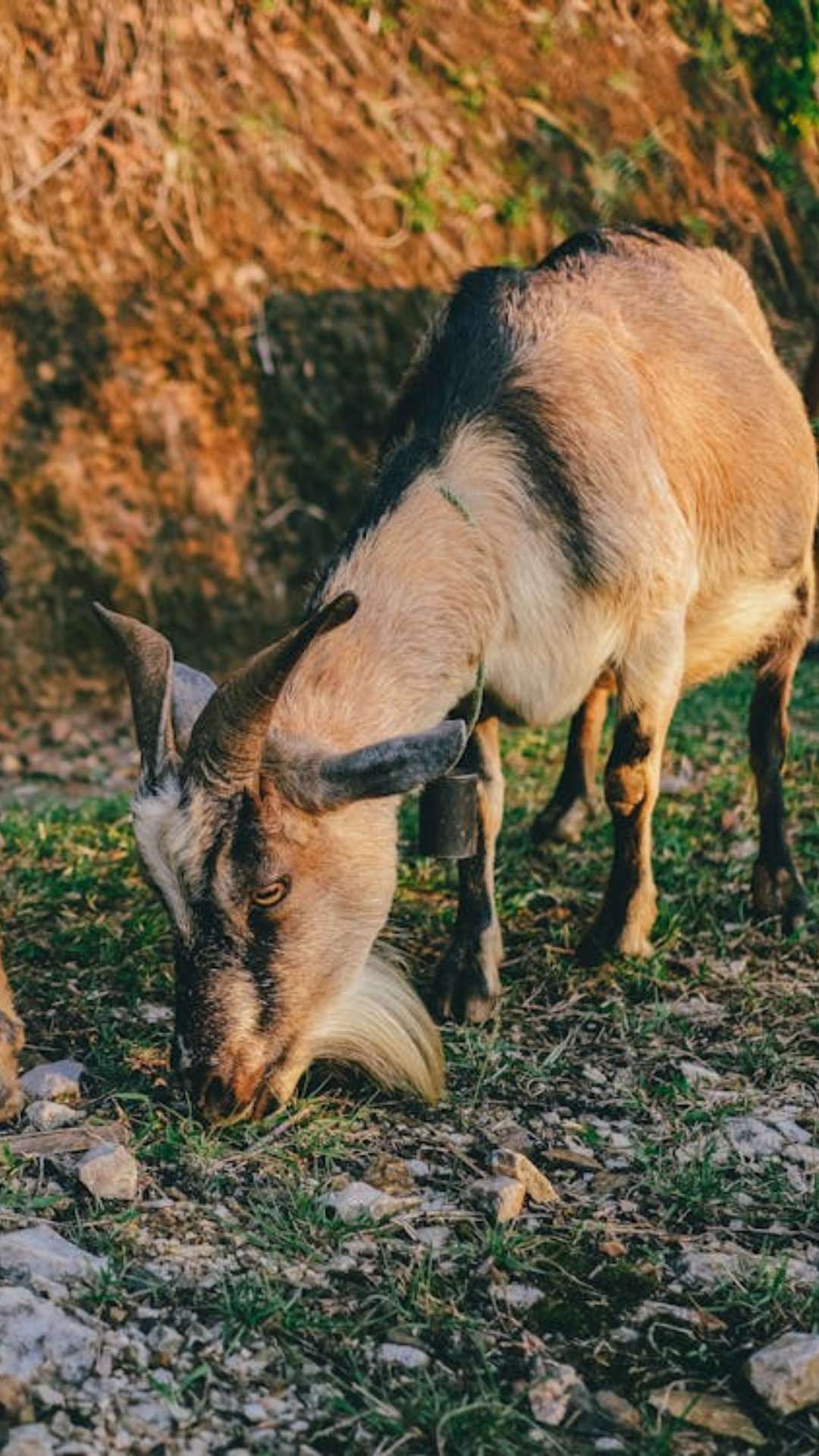 दुंबा बकरी को पशुपालन के लिए मार्केट में बहुत पसंद किया जाता है