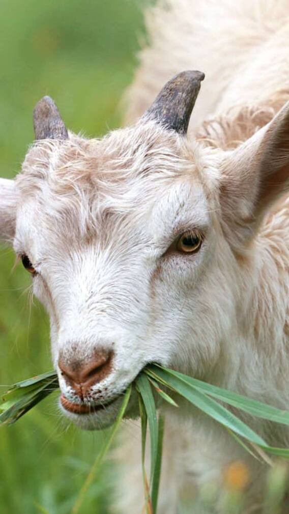 एक बार में कितने बच्चे देती है दुंबा बकरी?