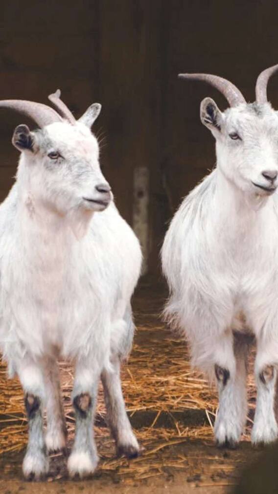 दुंबा बकरी एक बार में कितना दूध देती है?