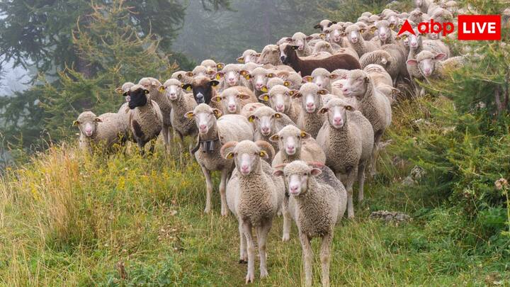 दुंबा नस्ल की भेड़ का पीछे का हिस्सा काफी गद्देदार होता है और इस हिस्से में अधिक मांस होता है. इसकी खास पहचान यह है कि दुंबा की पूंछ बहुत ही गोलाकार होती है.