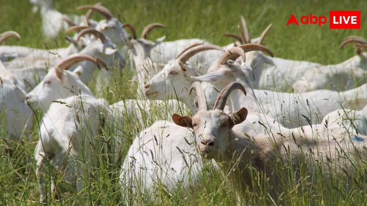 आमतौर पर दुंबा प्रजाति की भेड़ एक दिन में 1.5 से 2 लीटर तक दूध देती है. कुछ प्रजातियां इससे ज्यादा भी दूध देती हैं. हालांकि, इसका दूध काफी प्रोटीन और वसा युक्त होता है.