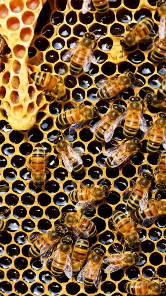 नशेड़ी मधुमक्खी को क्यों मार देते हैं उसके साथी?