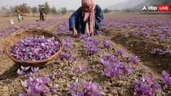 पांच लाख रुपये किलो बिकता है केसर, जान लीजिए कैसे कर सकते हैं इसकी खेती