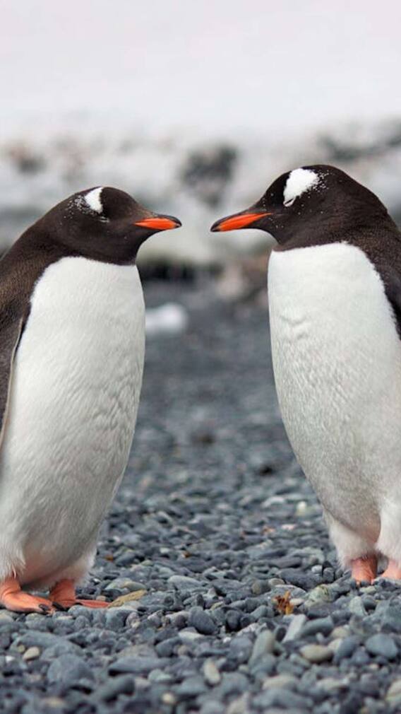 पूरी जिंदगी एक ही पार्टनर के साथ रहते हैं ये जानवर