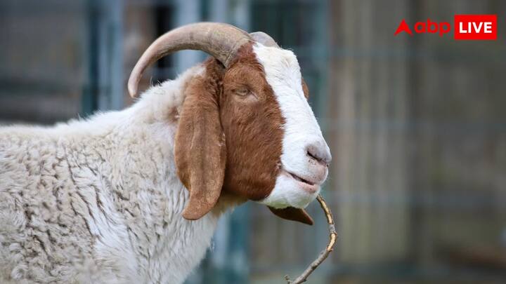 एक वयस्क दुंबा नस्ल की भेड़ की कीमत लाखों में हो सकती है. आमतौर पर जिंदा दुंबा 2000 रुपये प्रतिकिलो के हिसाब से बिकती है, वहीं इसका मांस 3000 या इससे ज्यादा रुपये प्रतिकिलो के हिसाब से बिकता है.