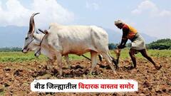 दर 30 तासाला एक शेतकरी संपवतोय आपलं जीवन, बीड जिल्ह्यातील विदारक वास्तव; 115 दिवसात तब्बल 'इतक्या' शेतकऱ्यांनी उचललं टोकाचं पाऊल