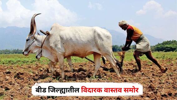 Beed News: दर 30 तासाला एक शेतकरी संपवतोय आपलं जीवन, बीड जिल्ह्यातील विदारक वास्तव; 115 दिवसात तब्बल 'इतक्या' शेतकऱ्यांनी उचललं टोकाचं पाऊल