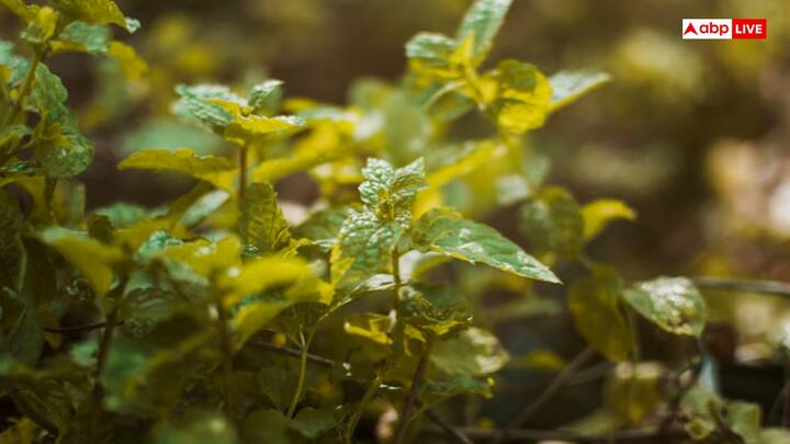 पुदीने की पत्तियां - पुदीने की पत्तियों में मौजूद गुण पेट के कीड़ों की दिक्कतों को दूर कर सकता है. इसे आप सुबह खाली पेट रोजाना चबाएं.