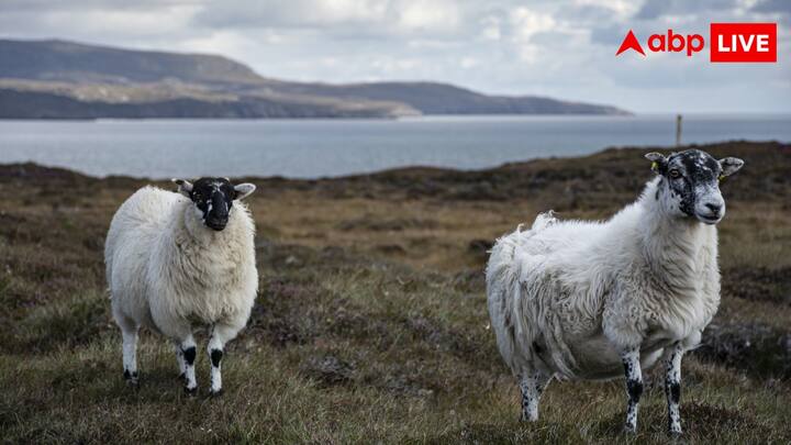 दुंबा भेड़ के वजन की बात की जाए तो चार से पांच महीने में ही दुंबा के मेमने का वजन 25 से 30 किलो या इससे ज्यादा पहुंच जाता है. वहीं वयस्क होने पर इनका वजन 100 किलोग्राम तक हो सकता है.