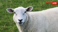 कितना महंगा होता है दुंबा भेड़ का मांस, जानें अफगानिस्तान-पाकिस्तान से इसका क्या कनेक्शन?