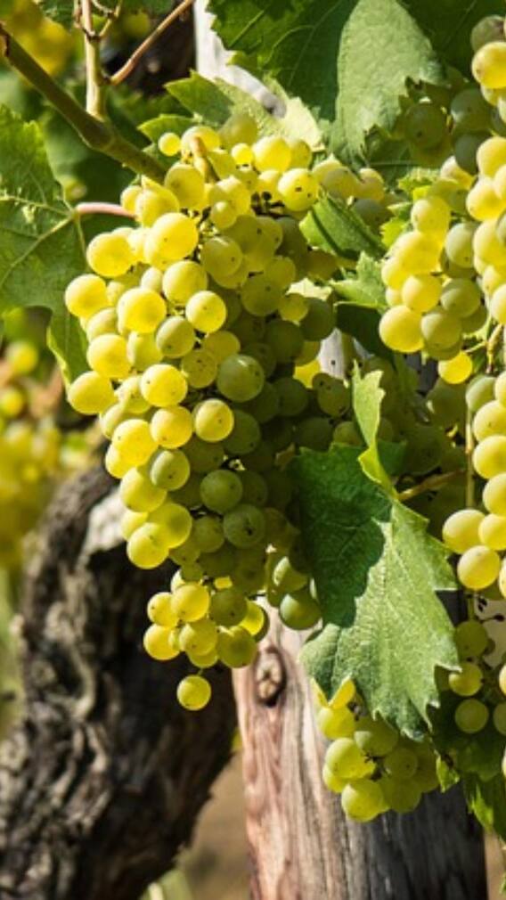 हिमाचल प्रदेश में फलों से कैसे बनाई जाती है देसी शराब?