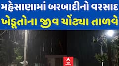 Mehsana Rain: મહેસાણાના ગ્રામ્ય વિસ્તારોમાં બરબાદીનો વરસાદ, ખેડૂતોની ચિંતામાં વધારો|