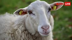 कितना महंगा होता है दुंबा भेड़ का मांस, जानें अफगानिस्तान-पाकिस्तान से इसका क्या कनेक्शन?