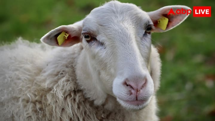 एक वयस्क दुंबा नस्ल की भेड़ की कीमत लाखों में हो सकती है. आमतौर पर जिंदा दुंबा 2000 रुपये प्रतिकिलो के हिसाब से बिकती है, वहीं इसका मांस 3000 या इससे ज्यादा रुपये प्रतिकिलो के हिसाब से बिकता है.