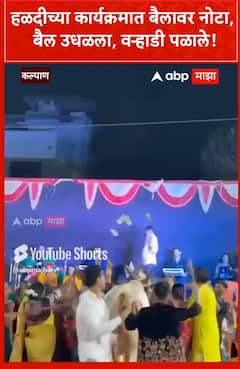 Kalyan :हळदीच्या कार्यक्रमात बैलावर नोटा, बैल उधळला, वऱ्हाडी पळाले!