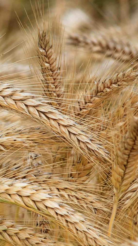 एक महीने तक गेहूं की रोटी न खाने से क्या होगा