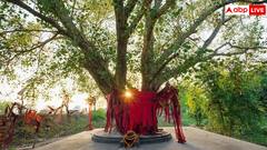 Astrology: पीपल के नीचे दीपक जलाने से कैसे शांत होते हैं ग्रह