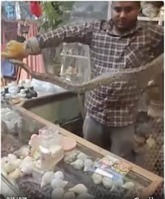 Viral News: रुद्राक्ष की दुकान में निकला 7 फीट लंबा अजगर | ABP NEWS SHORTS