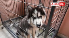 నోరు లేని కుక్కపై అభాండాలు - యజమానిని చంపలేదు..కాపాడే ప్రయత్నం చేసింది !