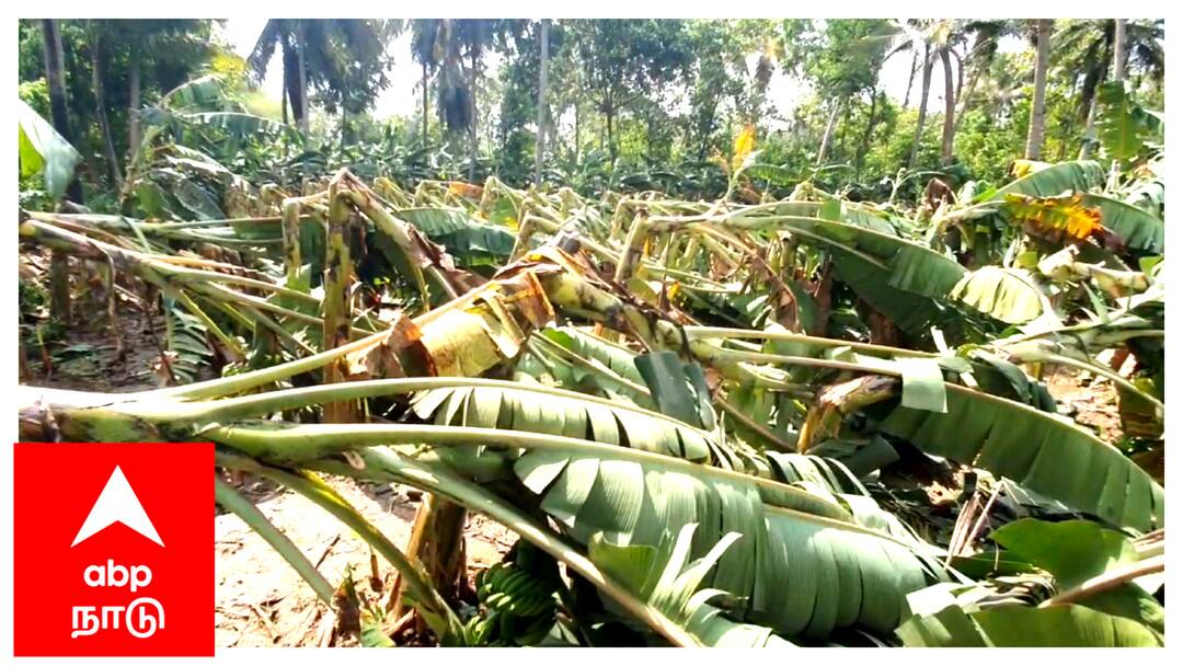 Mayiladuthurai district sirkazhi heavy rain falls Banana farming affected