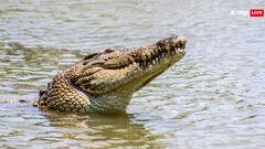 Crocodile Attack: Woman Dragged To Death In MP's Vyarma River While Collecting Water