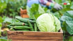 Vegetables: ભીંડાથી લઇ કોબીજ સુધી... વિદેશી છે આ શાકભાજીઓ, જાણો કઈ રીતે પહોંચી ભારત ?