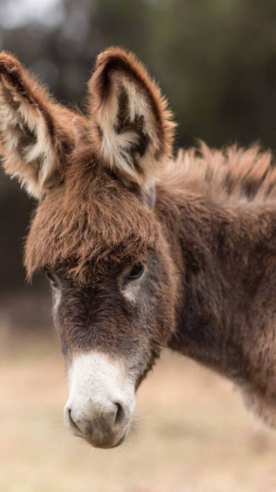 किस वजह से डिप्रेशन में आ जाते हैं गधे?