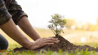 World Environment Day On June 5, Remove Graha Dosha By Planting These Sacred Plants