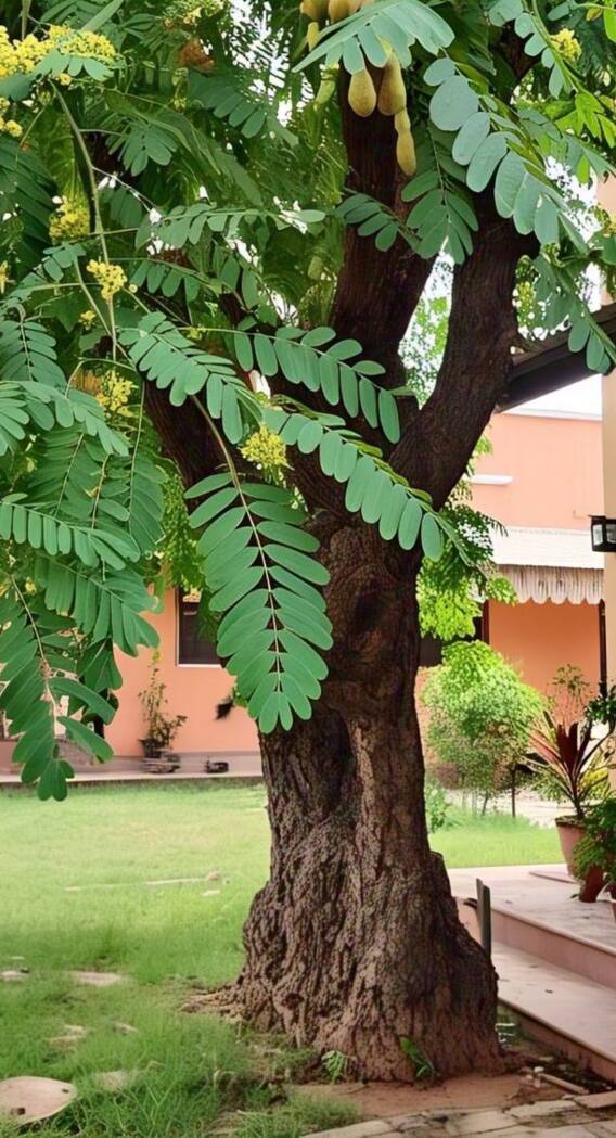 इमली का पेड़ जल्दी कैसे उगाएं?