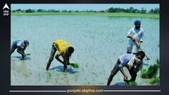 Paddy Veriety: ਝੋਨਾ ਲਾਉਣ ਵਾਲੇ ਕਿਸਾਨਾਂ ਲਈ ਖੁਸ਼ਖਬਰੀ, ਵਿਗਿਆਨੀਆਂ ਨੇ ਕਰ ਦਿੱਤਾ ਕਮਾਲ, ਕਿਸਾਨ ਹੋਣਗੇ ਮਾਲੋਮਾਲ
