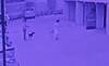 Caught On CCTV: Elderly Woman Mauled By Dog In Noida’s Exotica Dreamville
