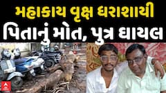 Ahmedabad Tree Collapse : અમદાવાદના દરિયાપુરમાં વૃક્ષ ધરાશાયી થતાં પિતાનું મોત, પુત્ર ઘાયલ