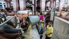 India-UK FTA: Dairy, Apples, Cheese Kept Out Of Duty Cuts To Safeguard Farmers