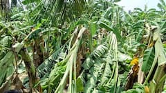 திண்டுக்கல், தேனியில் கொட்டி தீர்த்த கோடை மழை...மகிழ்ச்சியில் மக்கள் ... வேதனையில் விவசாயிகள்