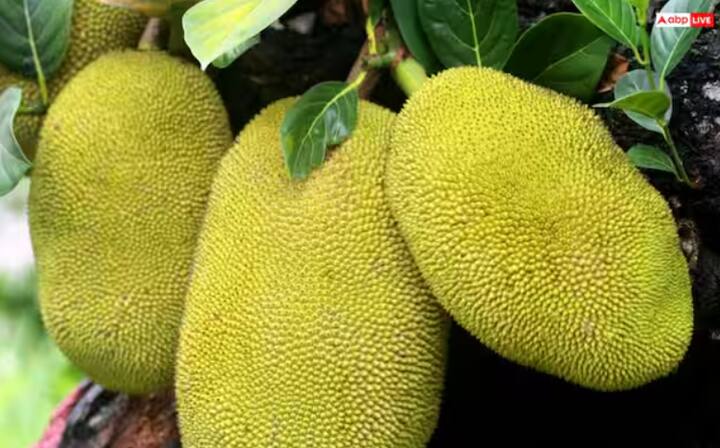 ਕਟਹਲ ਅਤੇ ਕਰੇਲਾ - ਕਟਹਲ ਅਤੇ ਕਰੇਲਾ ਦੋਵੇਂ ਹੀ ਭਾਰੀ ਭੋਜਨ ਹਨ। ਇਨ੍ਹਾਂ ਨੂੰ ਇਕੱਠੇ ਖਾਣ ਨਾਲ ਪੇਟ ਵਿੱਚ ਭਾਰੀਪਨ, ਗੈਸ ਅਤੇ ਬਦਹਜ਼ਮੀ ਵਰਗੀਆਂ ਸਮੱਸਿਆਵਾਂ ਹੋ ਸਕਦੀਆਂ ਹਨ। ਜਿਨ੍ਹਾਂ ਲੋਕਾਂ ਨੂੰ ਪੇਟ ਸੰਬੰਧੀ ਸਮੱਸਿਆਵਾਂ ਹਨ, ਉਨ੍ਹਾਂ ਨੂੰ ਇਸ ਤੋਂ ਦੂਰ ਰਹਿਣਾ ਚਾਹੀਦਾ ਹੈ।