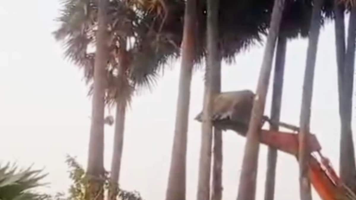 வேருடன் பிடுங்கி எறியப்பட்ட மாநில மரம்கள் - சமூக வலைதளங்களில் பரவும் அதிர்ச்சி வீடியோ