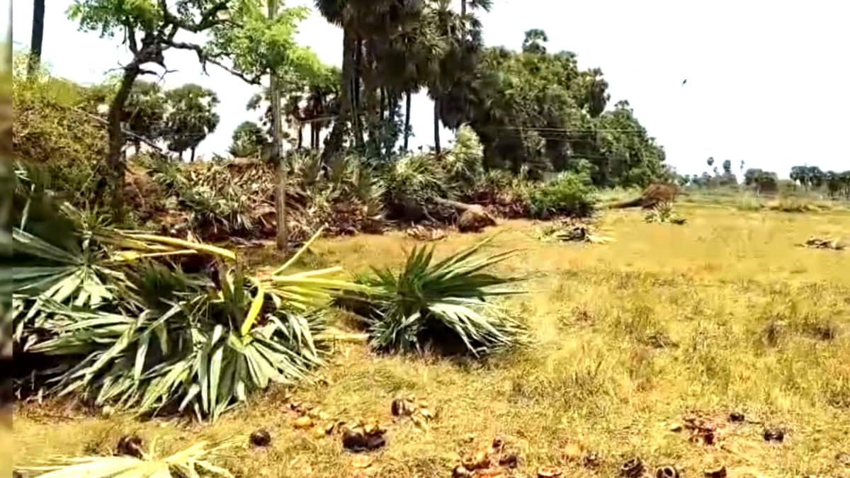 வேருடன் பிடுங்கி எறியப்பட்ட மாநில மரம்கள் - சமூக வலைதளங்களில் பரவும் அதிர்ச்சி வீடியோ