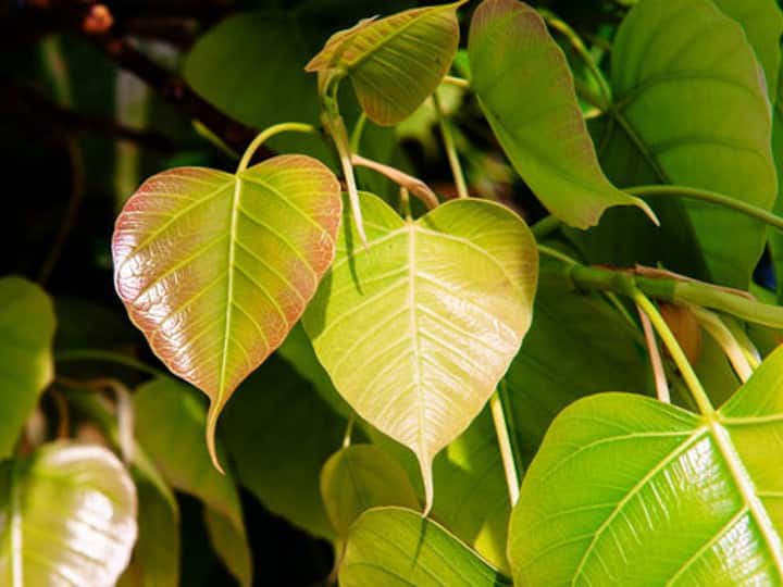 Pitra is not only satisfied with the worship performed for the ancestors on the full moon, as well as the grace of Lord Vishnu. In such a situation, offer milk, sugar mixed with water on Peepal and do 7 revolutions. It is believed that Pitra dosha is removed.