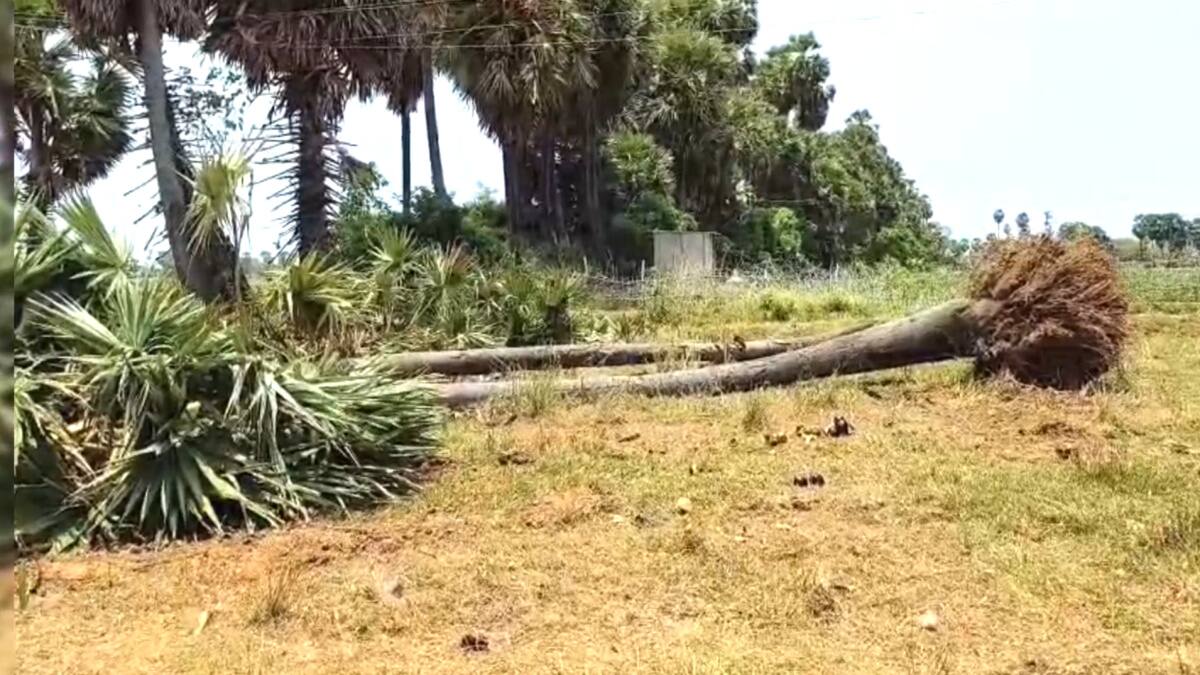 வேருடன் பிடுங்கி எறியப்பட்ட மாநில மரம்கள் - சமூக வலைதளங்களில் பரவும் அதிர்ச்சி வீடியோ