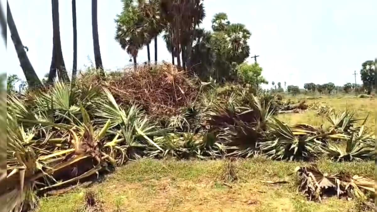 வேருடன் பிடுங்கி எறியப்பட்ட மாநில மரம்கள் - சமூக வலைதளங்களில் பரவும் அதிர்ச்சி வீடியோ