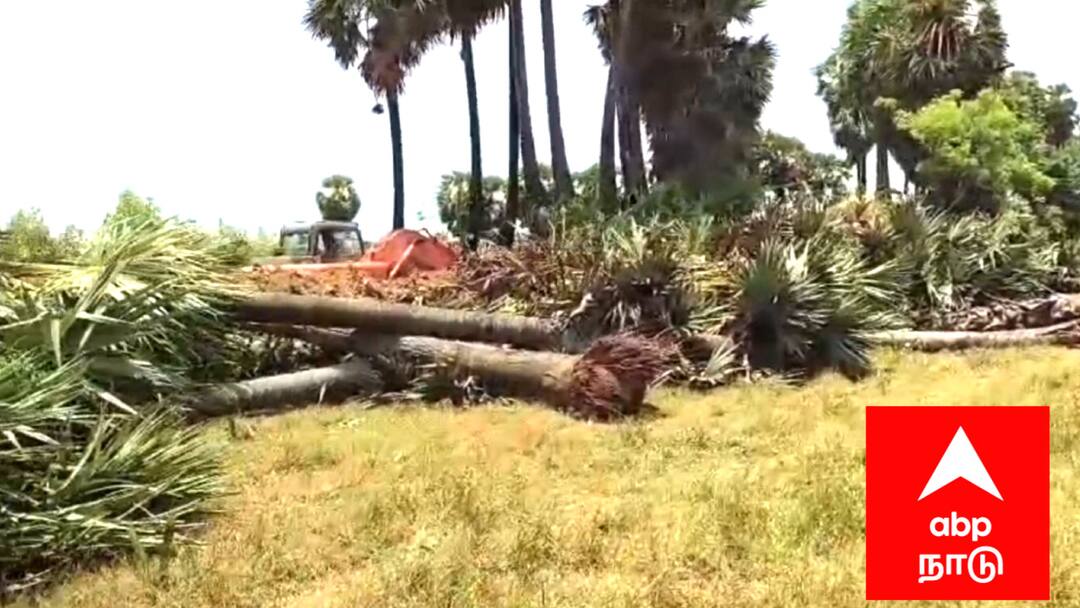 வேருடன் பிடுங்கி எறியப்பட்ட மாநில மரம்கள் - சமூக வலைதளங்களில் பரவும் அதிர்ச்சி வீடியோ Mayiladuthurai district news uprooting and throwing away numerous palm trees tnn வேருடன் பிடுங்கி எறியப்பட்ட மாநில மரம்கள் - சமூக வலைதளங்களில் பரவும் அதிர்ச்சி வீடியோ