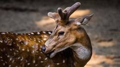 Tamil Nadu Jewellery Shop Gets Surprise Visit From A Deer – WATCH
