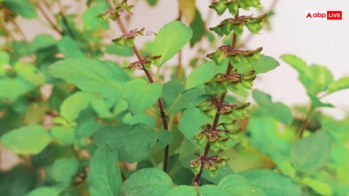 ऐसा माना जाता है कि अगर रोज तुलसी की पूजा की जाए तो मां लक्ष्मी खुश होती हैं और अपनी कृपा बनाए रखती है. खासकर शुक्रवार के दिन अगर तुलसी पर जल और दूध चढ़ाया जाए तो यह बहुत शुभ माना जाता है. इसके लिए सुबह जल्दी उठकर नहाएं और साफ कपड़े पहनें. फिर एक लोटे में पानी लें और उसमें थोड़ा सा दूध मिलाएं. अब इस मिश्रण को तुलसी के पौधे में चढ़ा दें. इससे घर में सुख-शांति बनी रहती है.