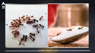 Home Remedies: ਕੀੜੀਆਂ ਨੂੰ ਘਰੋਂ ਭਜਾਉਣ ਲਈ ਅਪਨਾਓ ਇਹ 5 ਘਰੇਲੂ ਨੁਸਖੇ